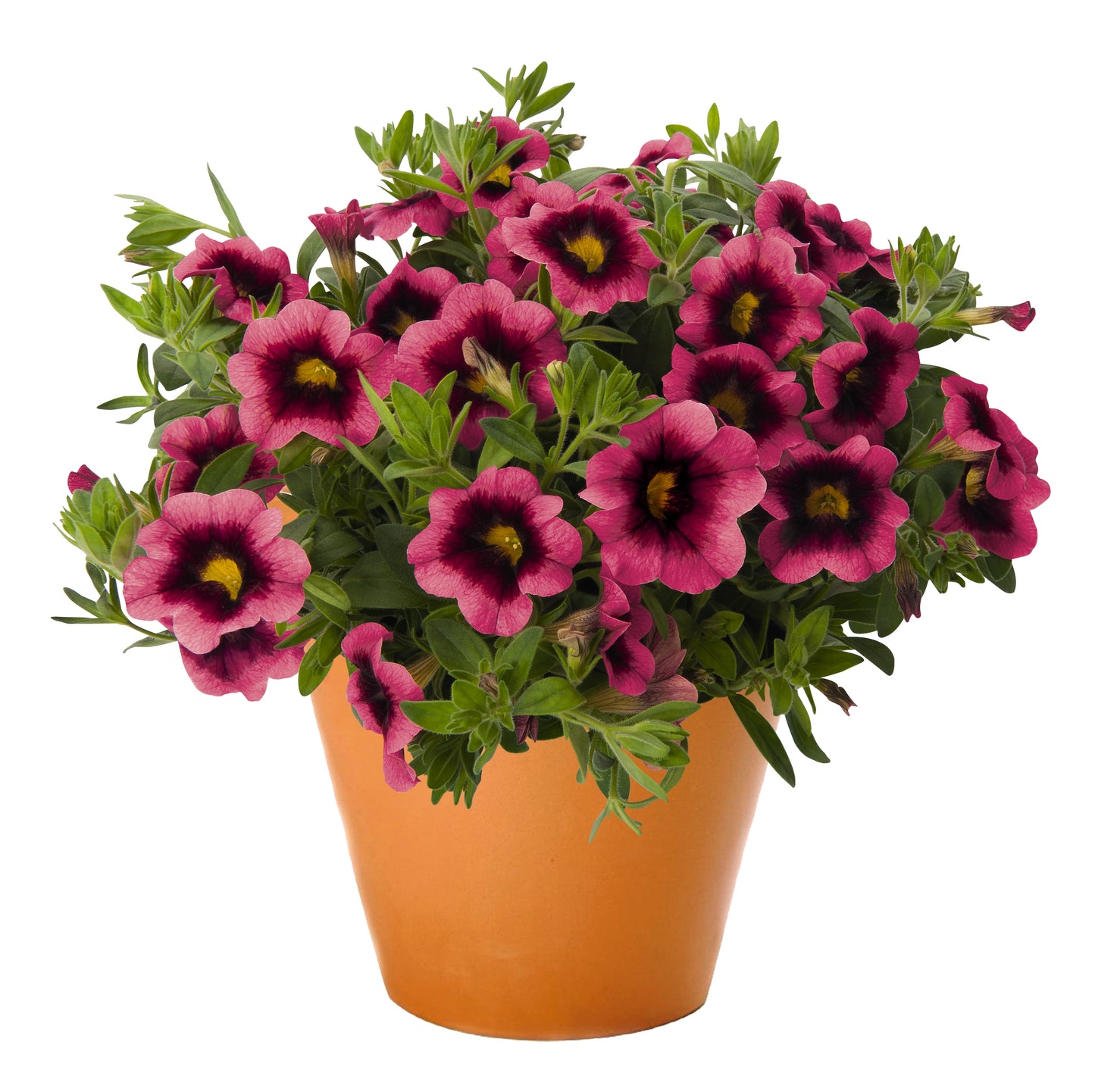Calibrachoa 'Hula'
