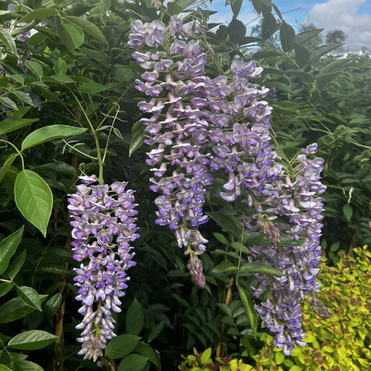 Wisteria 'Blue Moon'