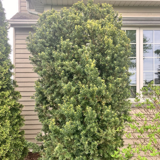 Yew 'Hicks'