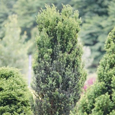 Yew 'Stonehenge®'