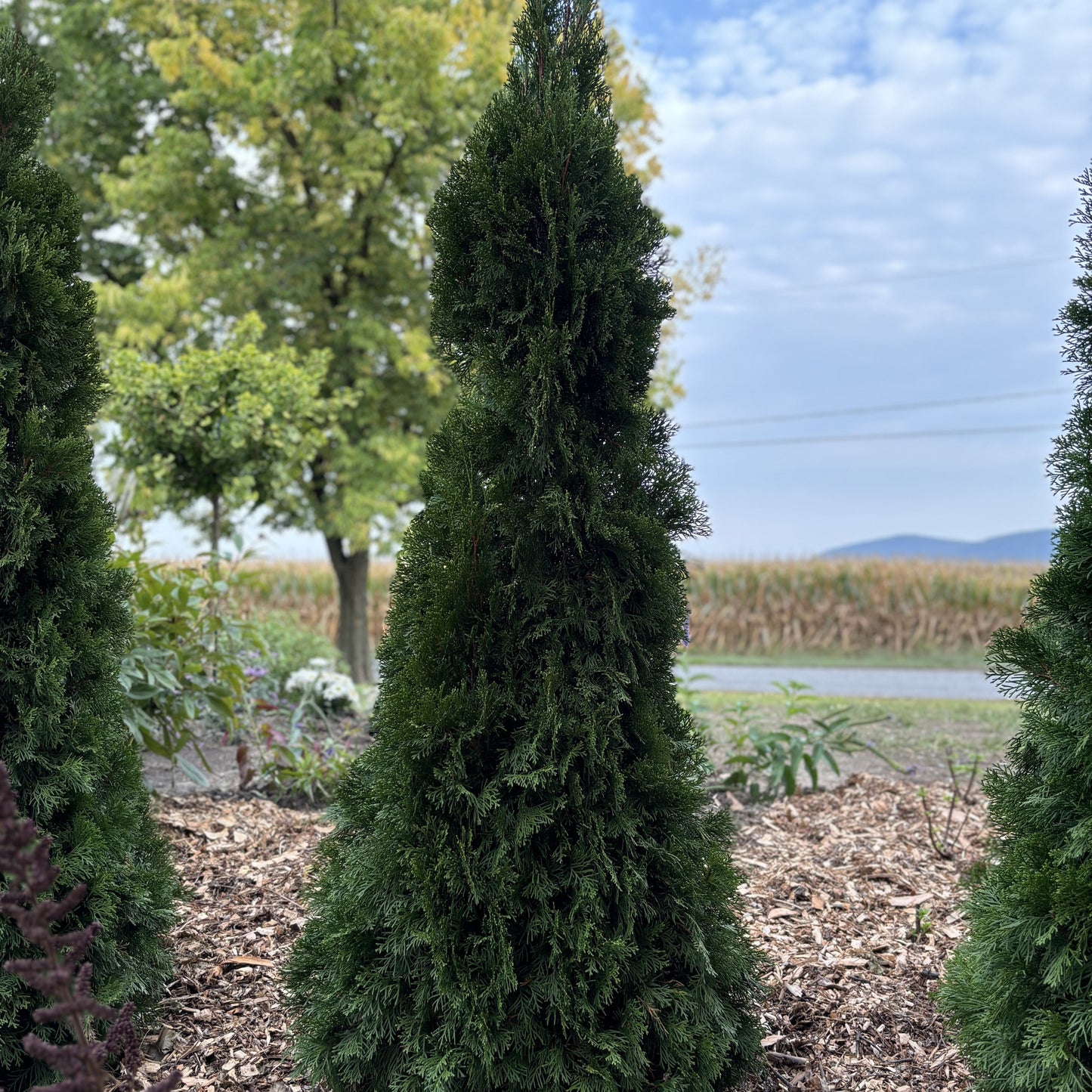 Emerald Cedar