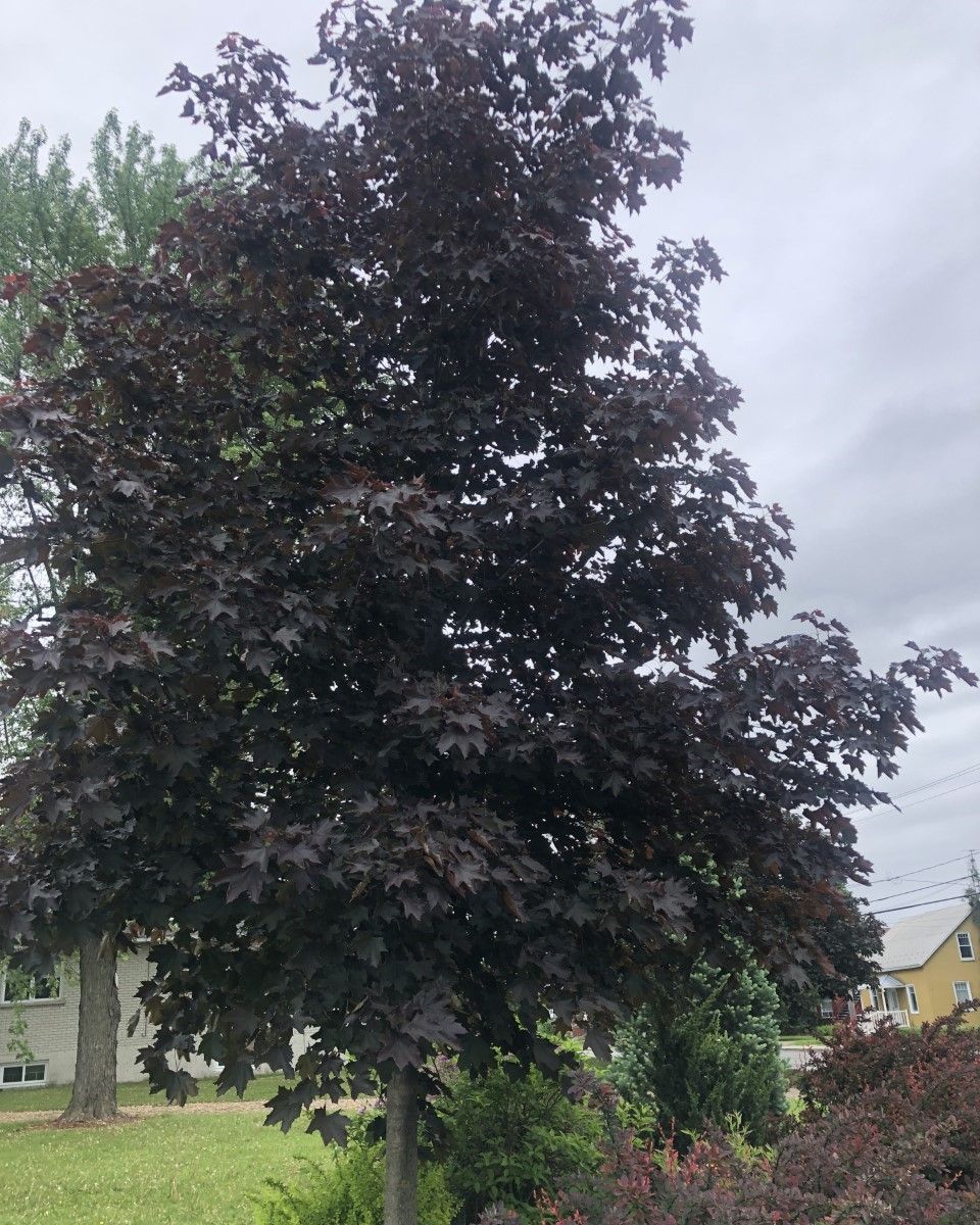 Royal Red Maple