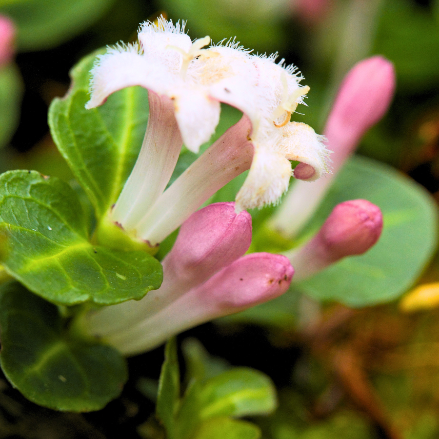 Partridgeberry