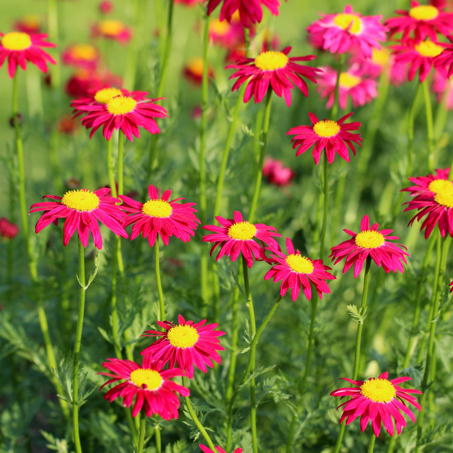 Painted Daisy ‘Robinson’s Red’