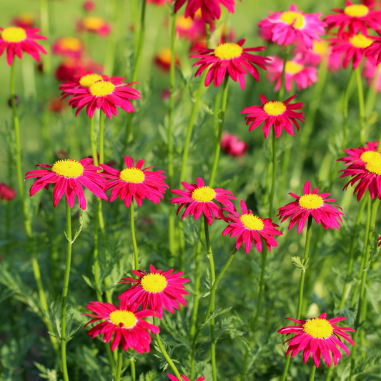 Painted Daisy ‘Robinson’s Red’