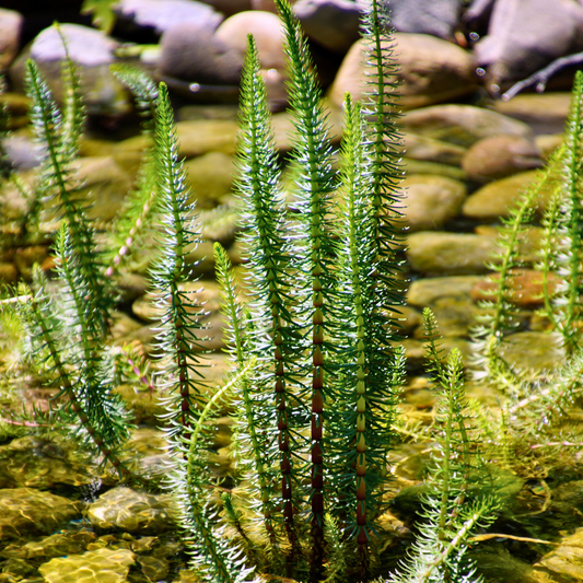 Mare’s Tail