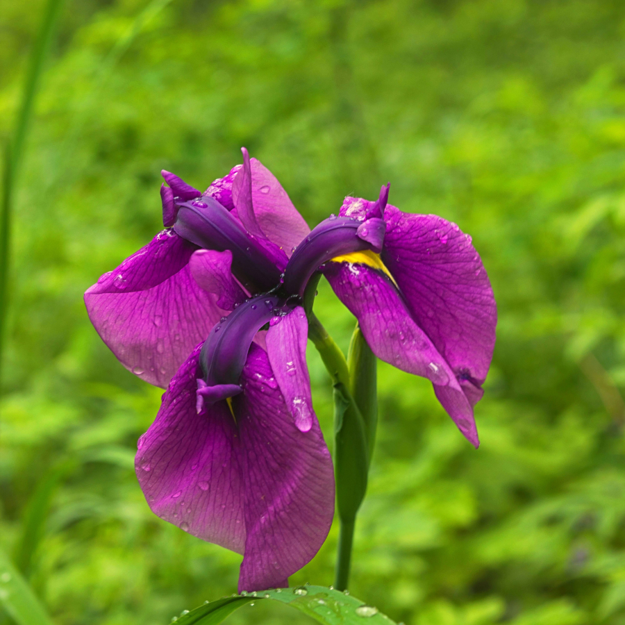 Japanese Iris 'Variegata'