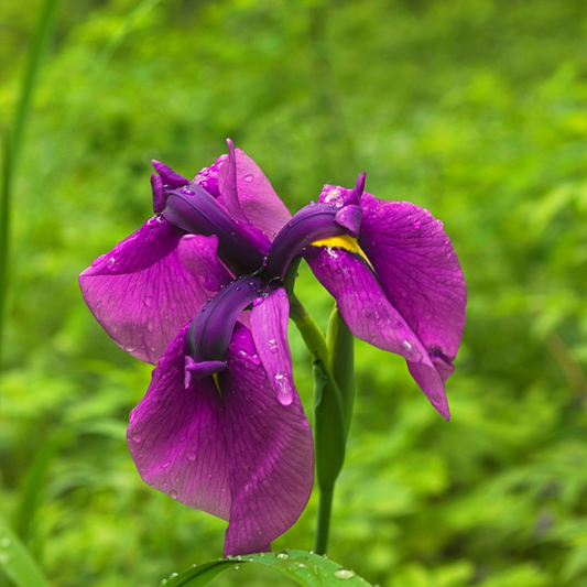 Japanese Iris 'Variegata'