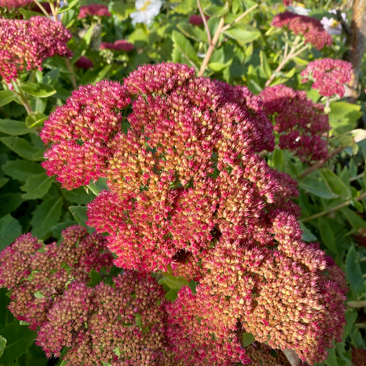 Stonecrop 'Autumn Joy'