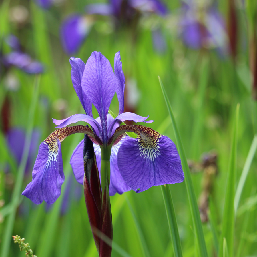 Siberian Iris 'Caesar's Brother'