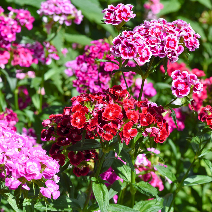Sweet William