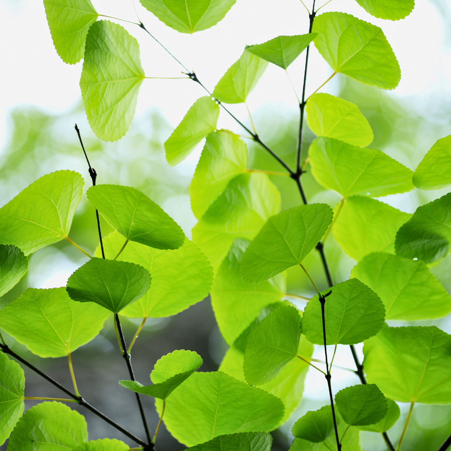 Katsura