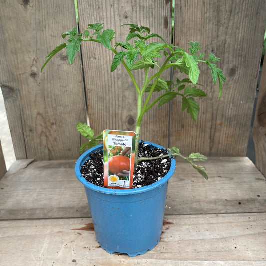 Tomato 'Park Whopper'