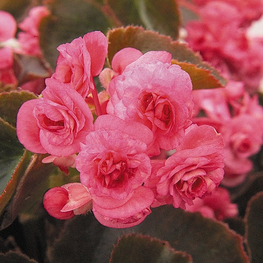 Begonia 'Doublet'