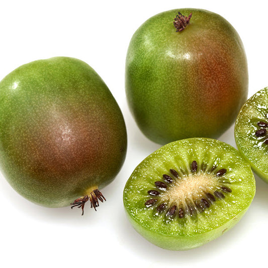 Kiwi 'Prolific'