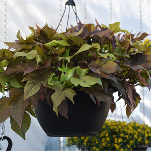 Ipomoea 'FloraMia'