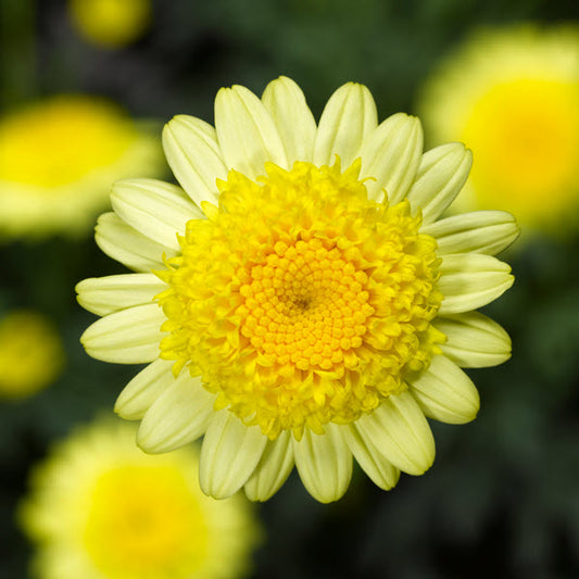 Argyranthemum 'Sassy Yellow'