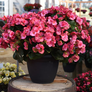 Begonia 'Solenia'