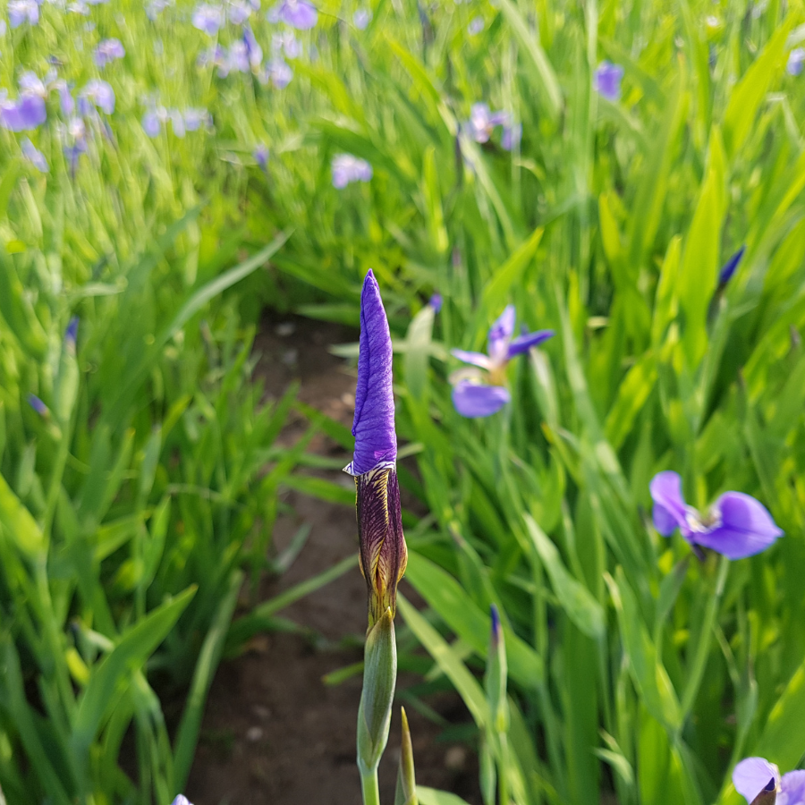 Japanese Iris 'Variegata'