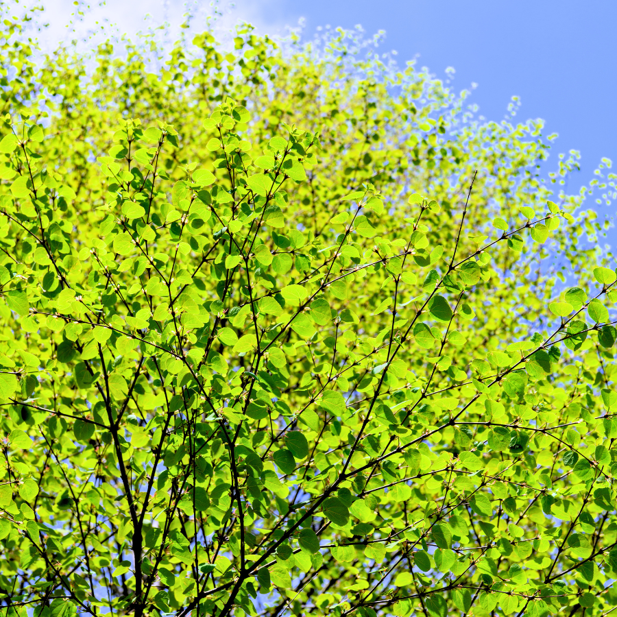 Katsura