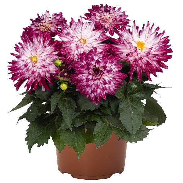 Dahlia 'Megaboom'