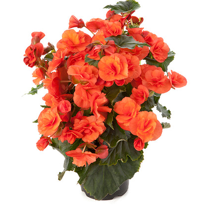 Begonia 'Solenia'