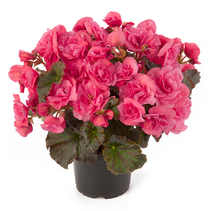 Begonia 'Solenia'