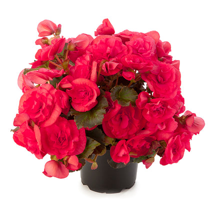 Begonia 'Solenia'
