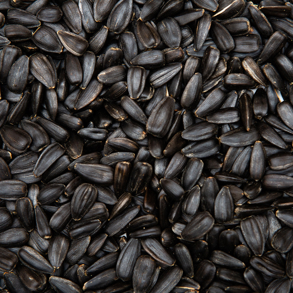Black Oil Sunflower Seeds