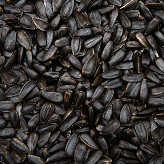 Black Oil Sunflower Seeds