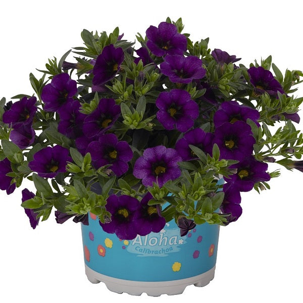 Calibrachoa 'Aloha Nani'
