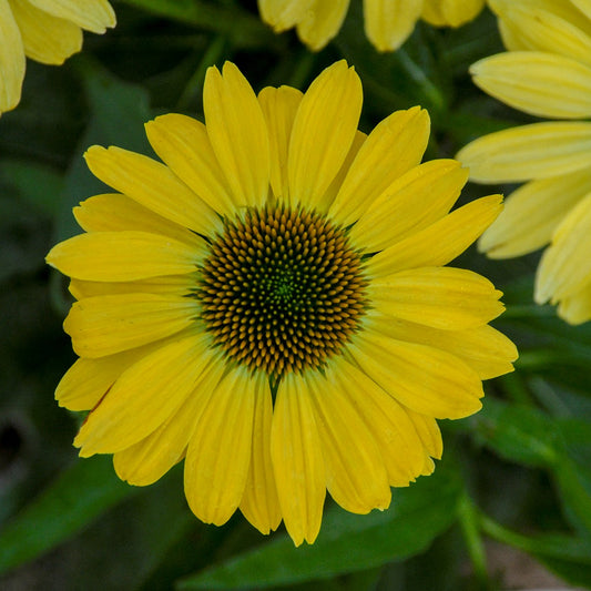 Coneflower 'Eye Catcher' series