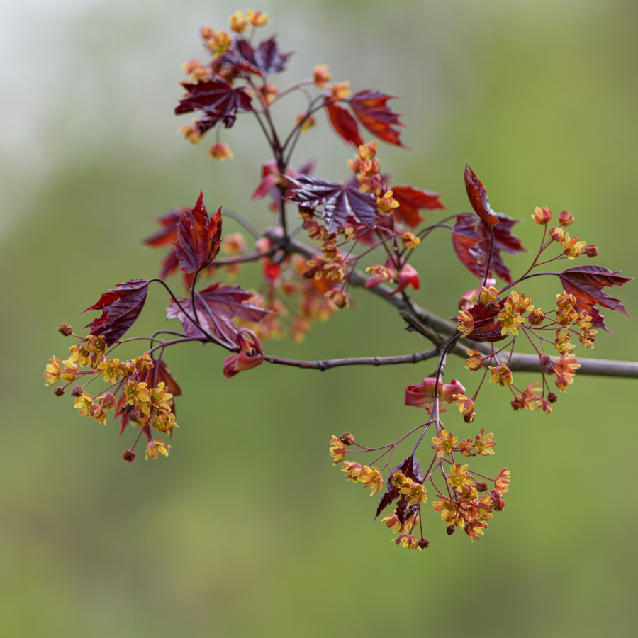 Royal Red Maple