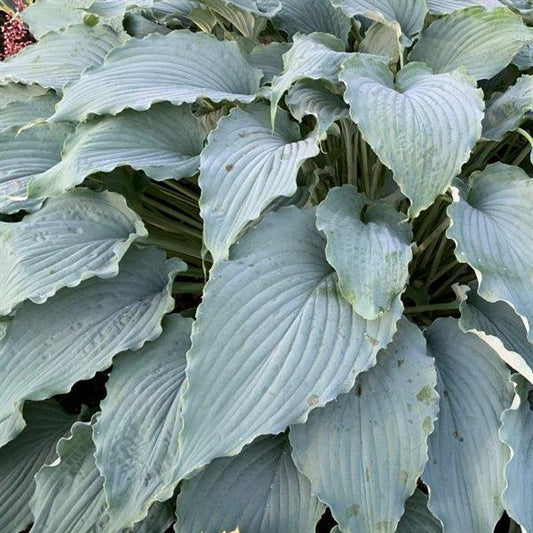 Hosta 'Wind Beneath My Wings'