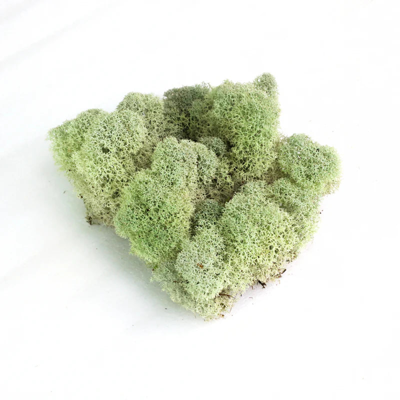 Reindeer Moss