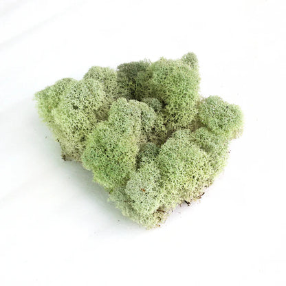 Reindeer Moss
