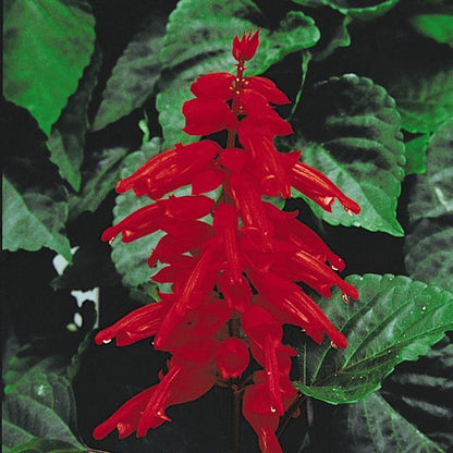 Salvia 'Bodacious'
