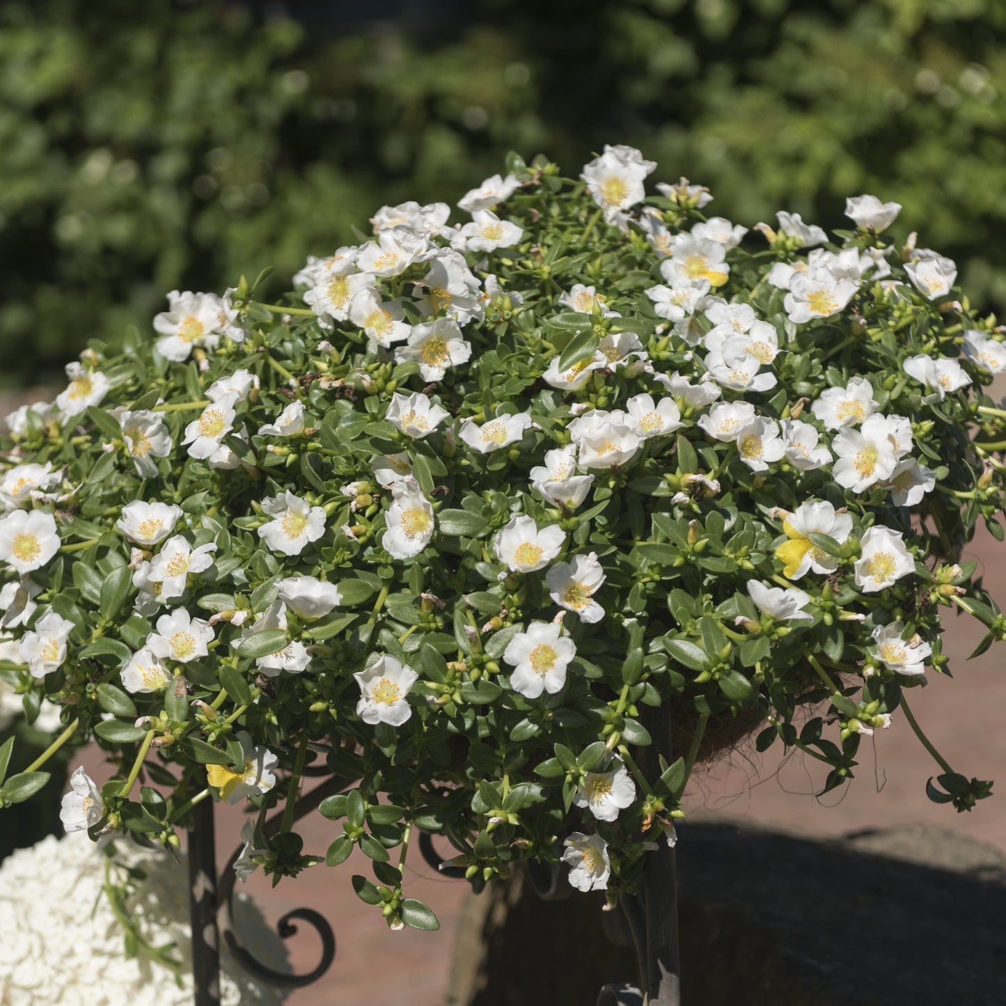 Portulaca