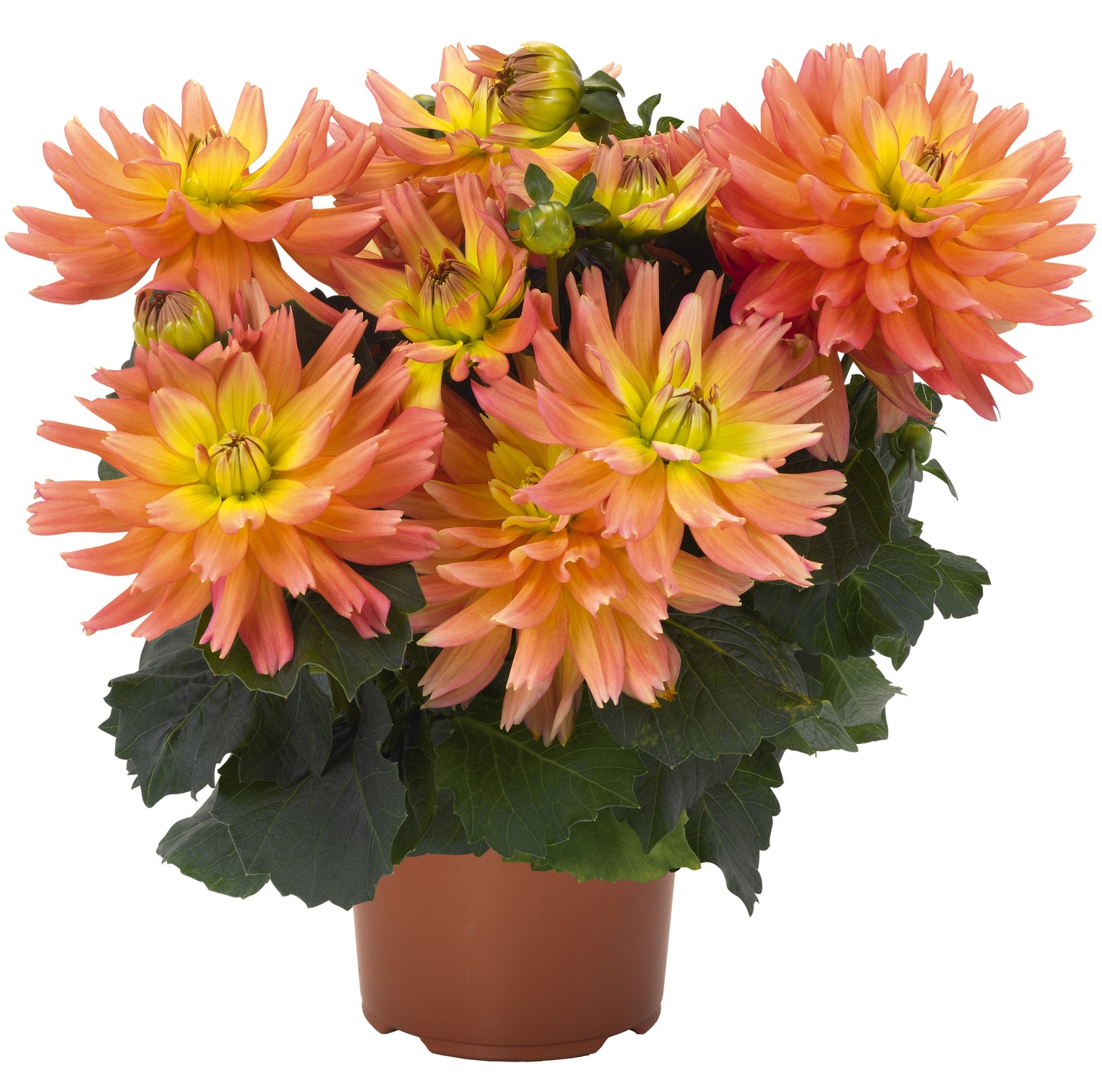 Dahlia 'XXL'