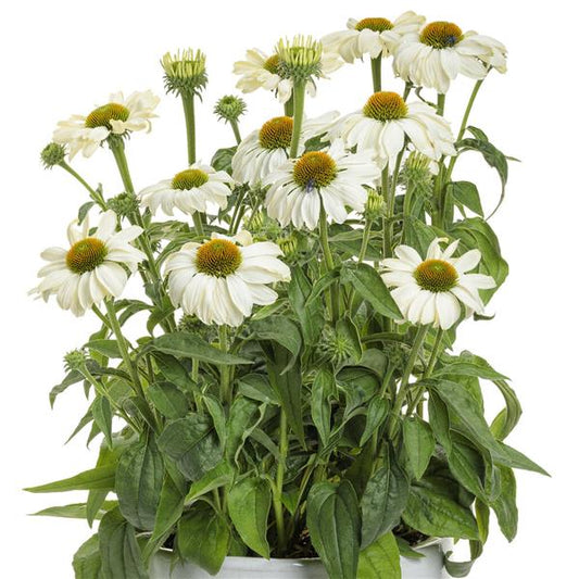 Coneflower 'Color Coded' Series
