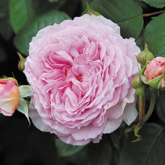 Rose 'James Galway®'