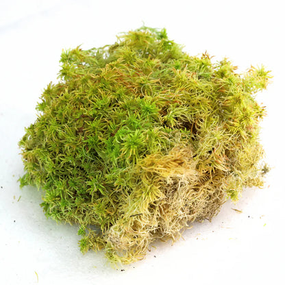 Sphagnum Moss