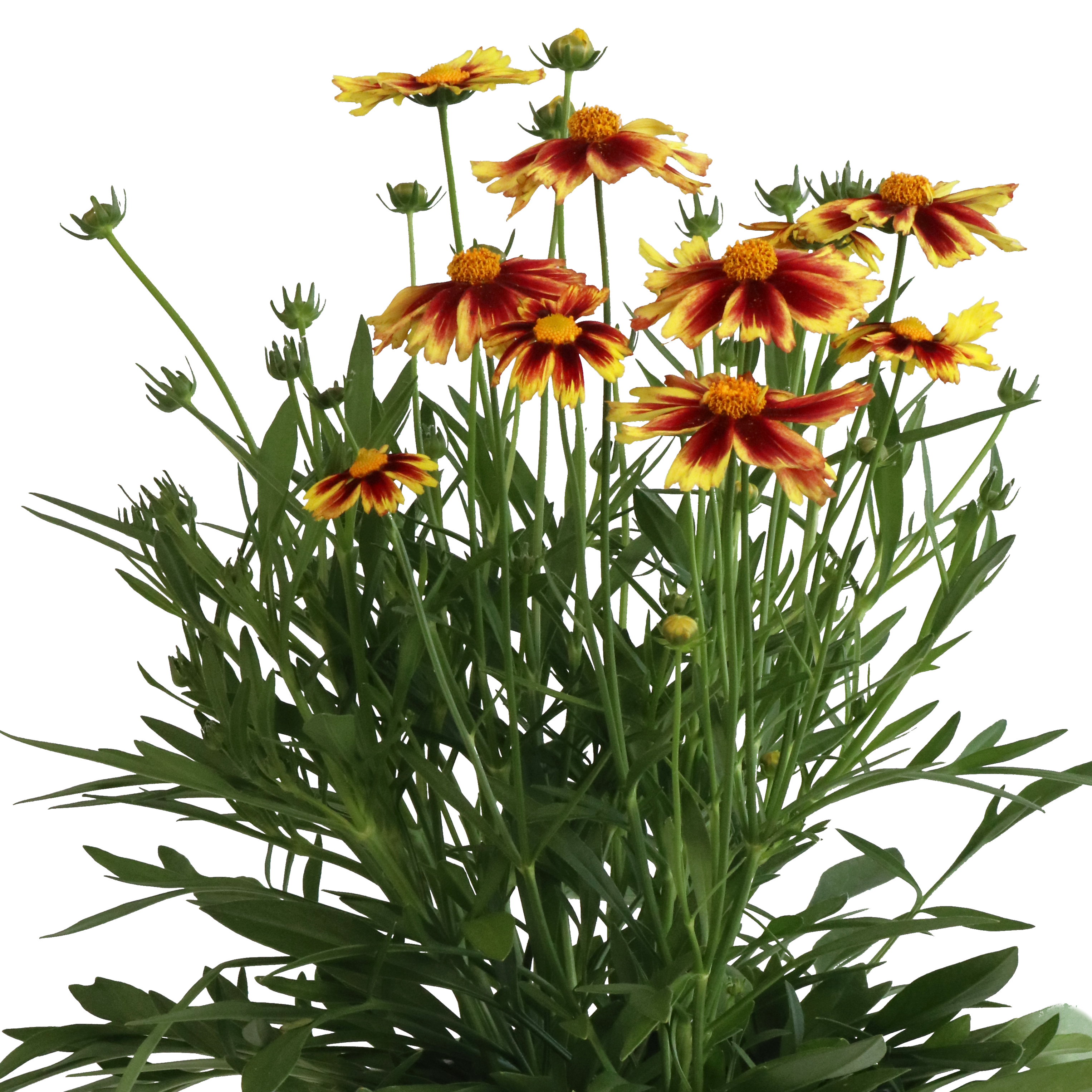 Tickseed 'Leading Lady™' Coreopsis
