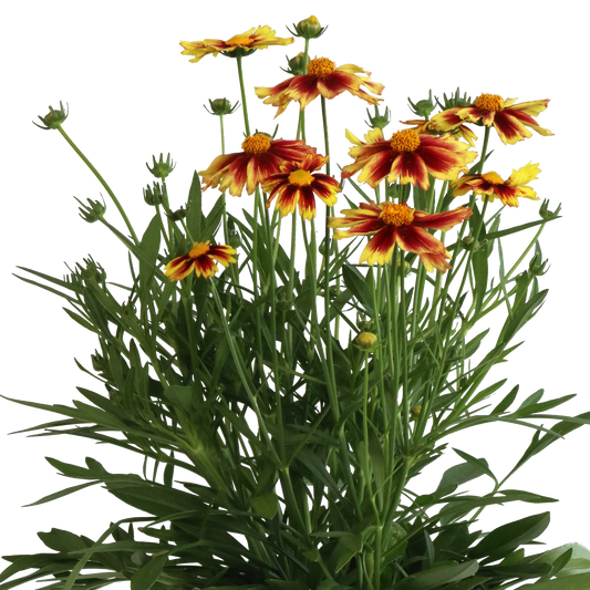 Tickseed 'Leading Lady'