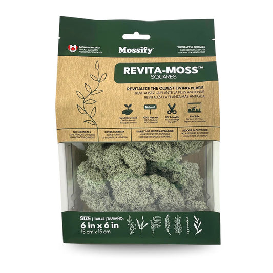 Reindeer Moss