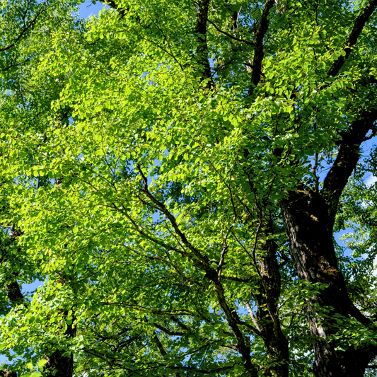 Katsura