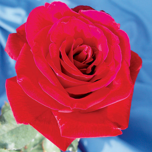 Rose 'Mr Lincoln'