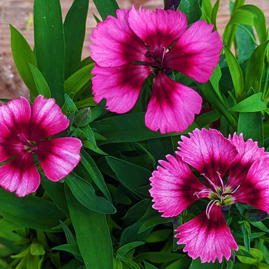 Dianthus 'Super Parfait'