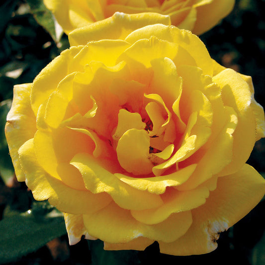 Rose 'Golden Showers'