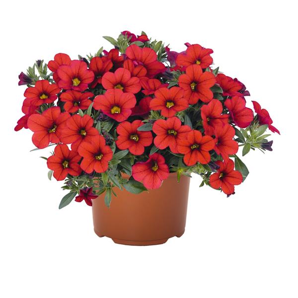 Calibrachoa 'Aloha Nani'